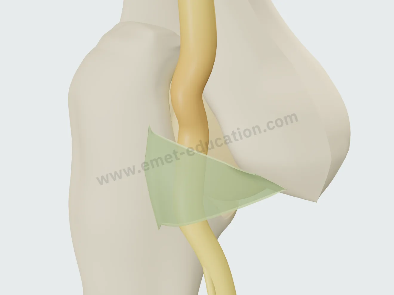 Mild compression: the nerve barely swollen above Osborne's ligament.