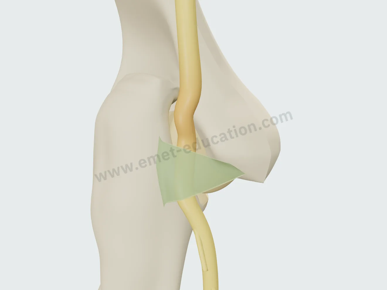 Elbow straight, mild compression: Osborne's ligament slack over the nerve, in its groove.