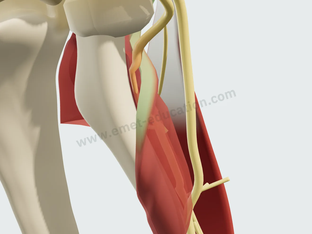 Neutral rotation: the arcade of Frohse over the compressed nerve.