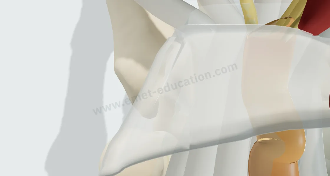 Explanation bubble “Transverse carpal ligament” shown after tapping the ligament, over the flattened nerve.