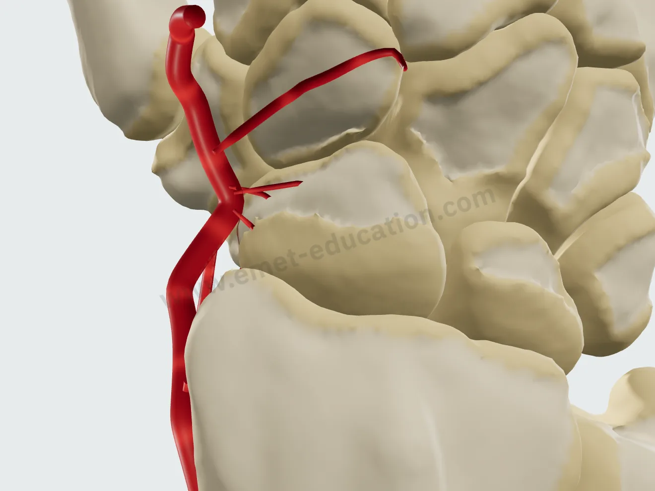 Distal third fracture, dorsal view: the radial artery and the scaphoid vessels, all perfused.