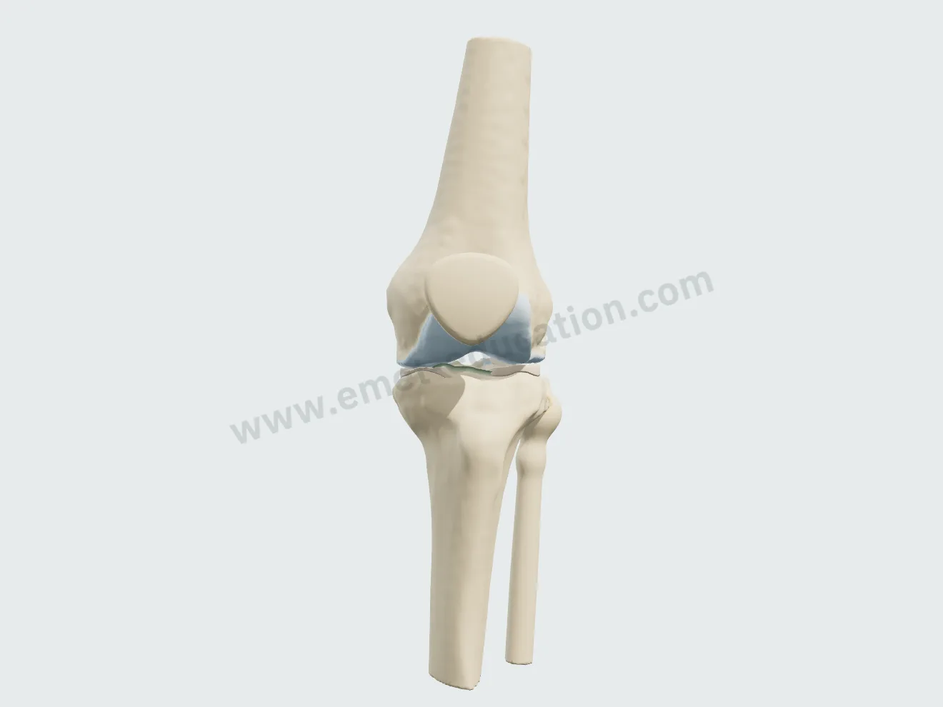 Knee from the front, neutral alignment: the dashed vertical follows the tibia.