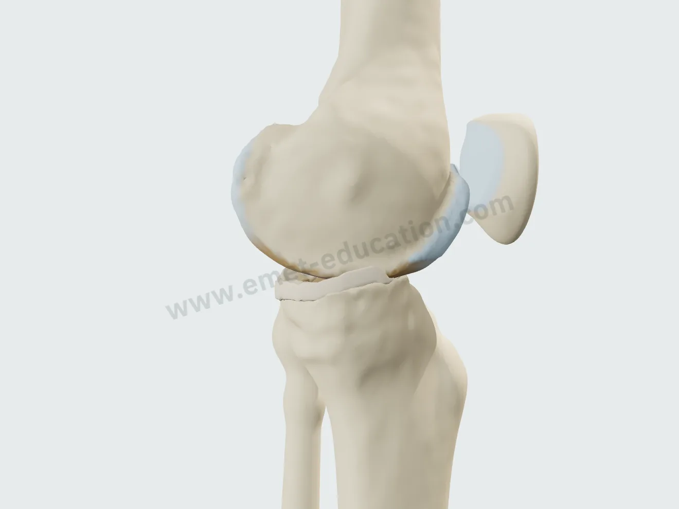 Knee from the side with no effusion: capsule lying flat, Hoffa's fat pad visible.