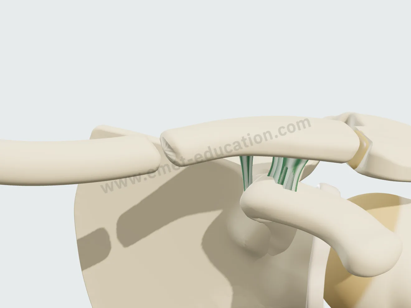 Established nonunion: bone ends sealed over and rounded, two separate bones.
