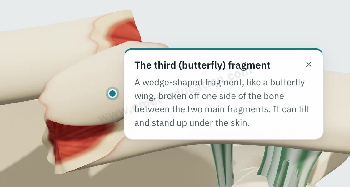 Explanation bubble “The third (butterfly) fragment” shown after tapping the fragment.