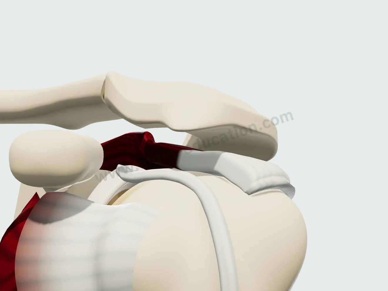 Hooked acromion (Bigliani III), same view: the anterior half curving downward, extended by an osteophytic spur.