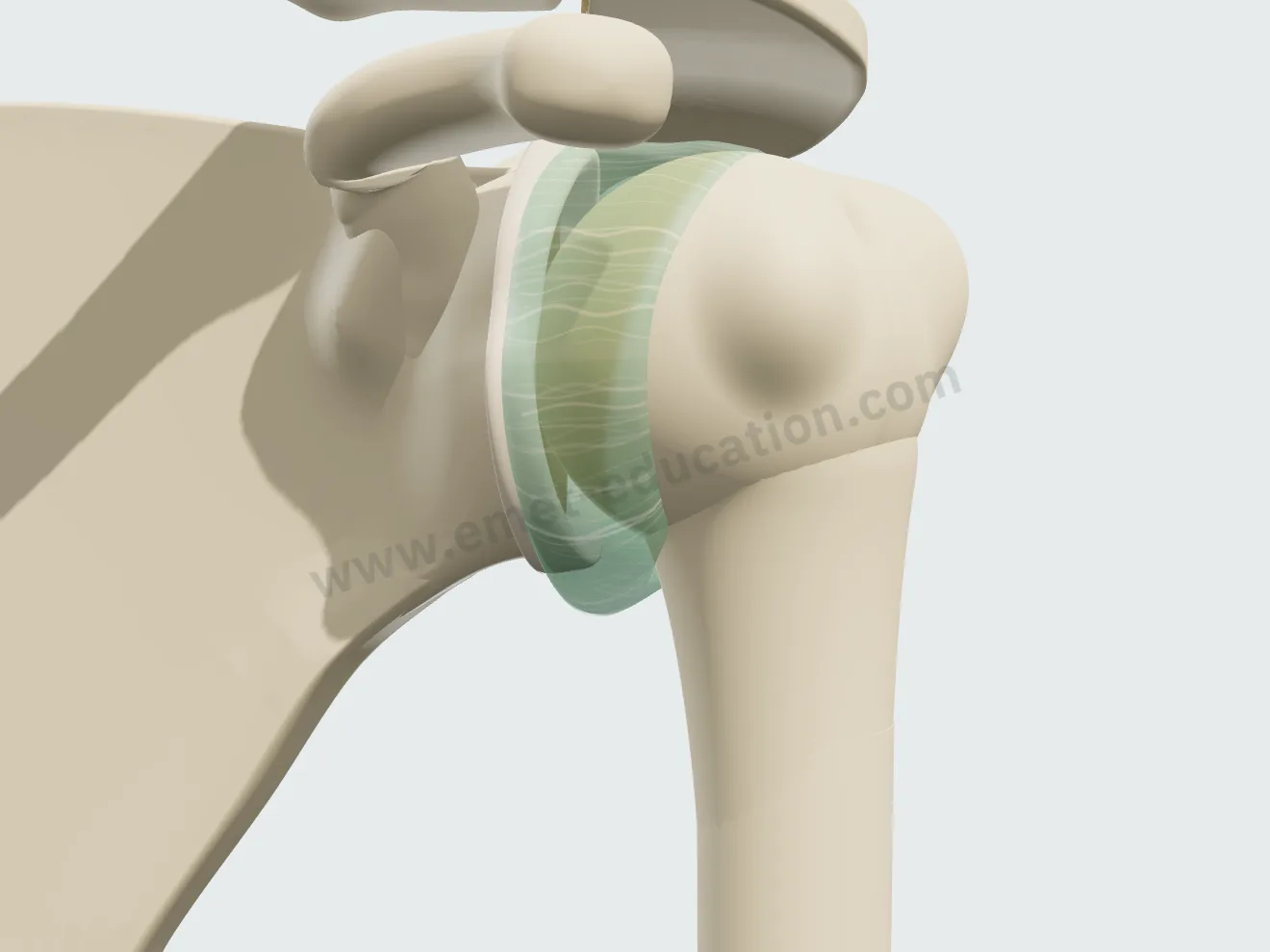 Shoulder seen from the front: normal capsule, shallow axillary recess below the humeral head.