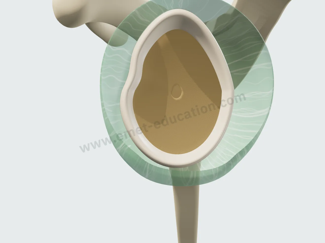 En face view of the glenoid, humerus hidden: the labrum attached all around, the capsule surrounding it.