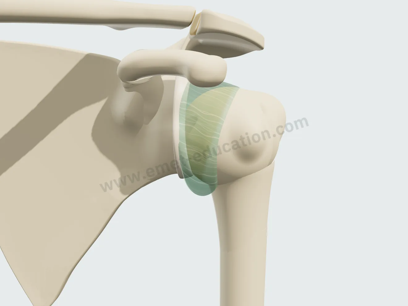 Shoulder from the front, normal capsule: the head pushed inferiorly drops only 15% of its width.