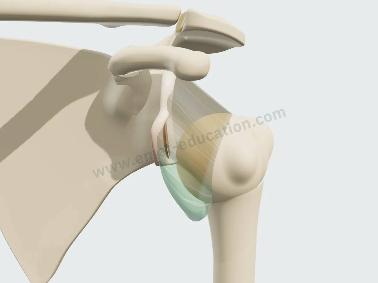 Distended capsule and anteroinferior labral tear: the head drops 50% below the glenoid, without dislocation.