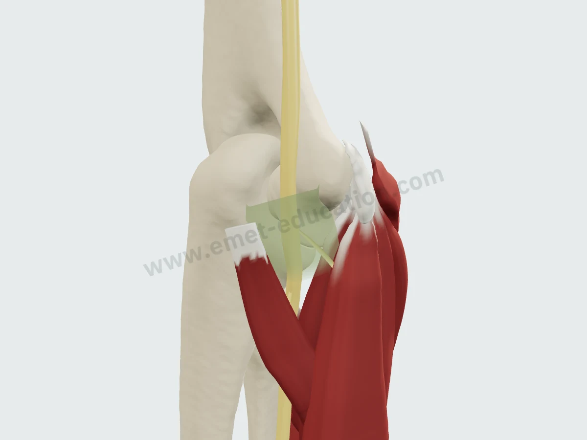 Flexor-pronators in place: the ulnar nerve passes between the two heads of the FCU.