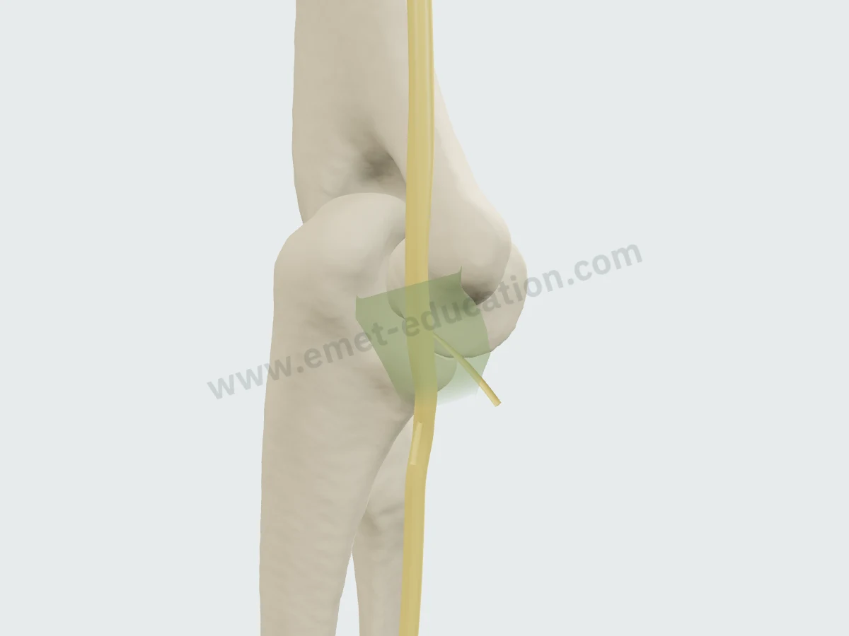 Bones, ulnar nerve and translucent roof of the cubital tunnel, with an FCU branch.