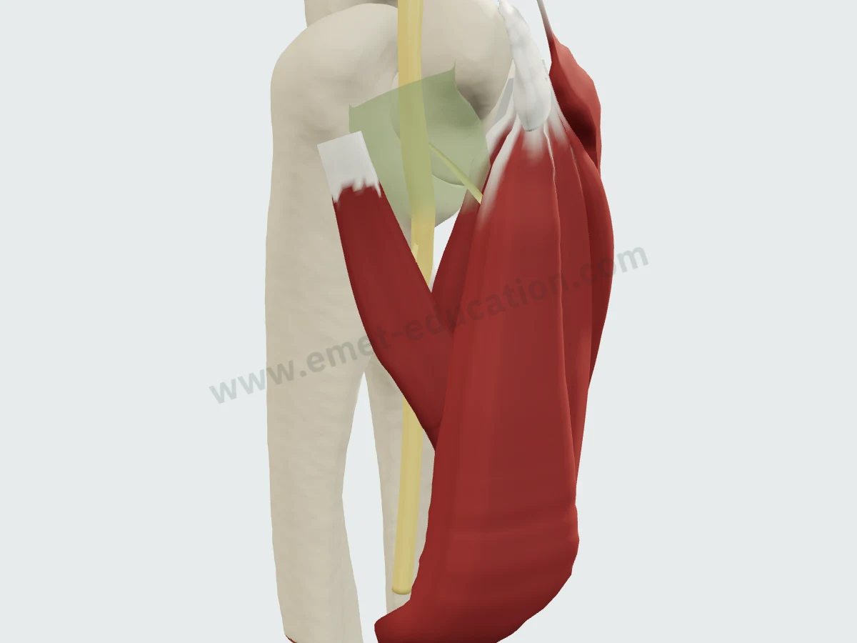 3D flexor-pronators: the ulnar nerve between the two heads of the FCU, beneath the tunnel roof.