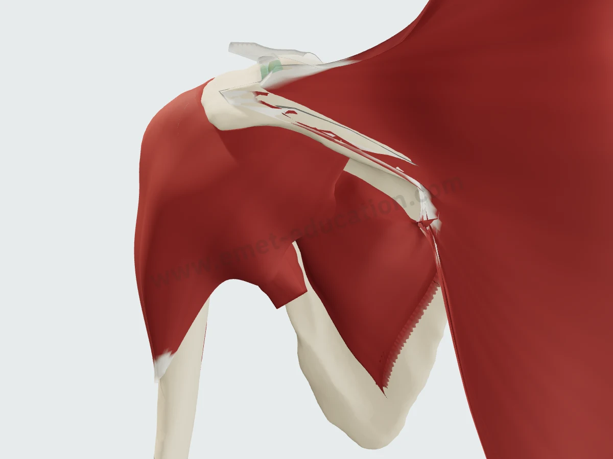 3D shoulder from behind: trapezius and deltoid in place.