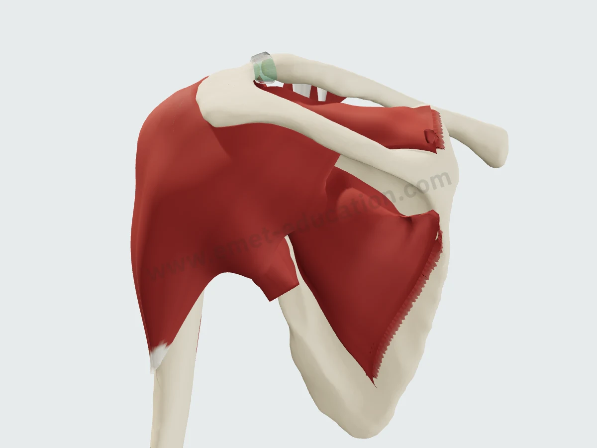 Trapezius removed: posterior deltoid over the lateral infraspinatus.