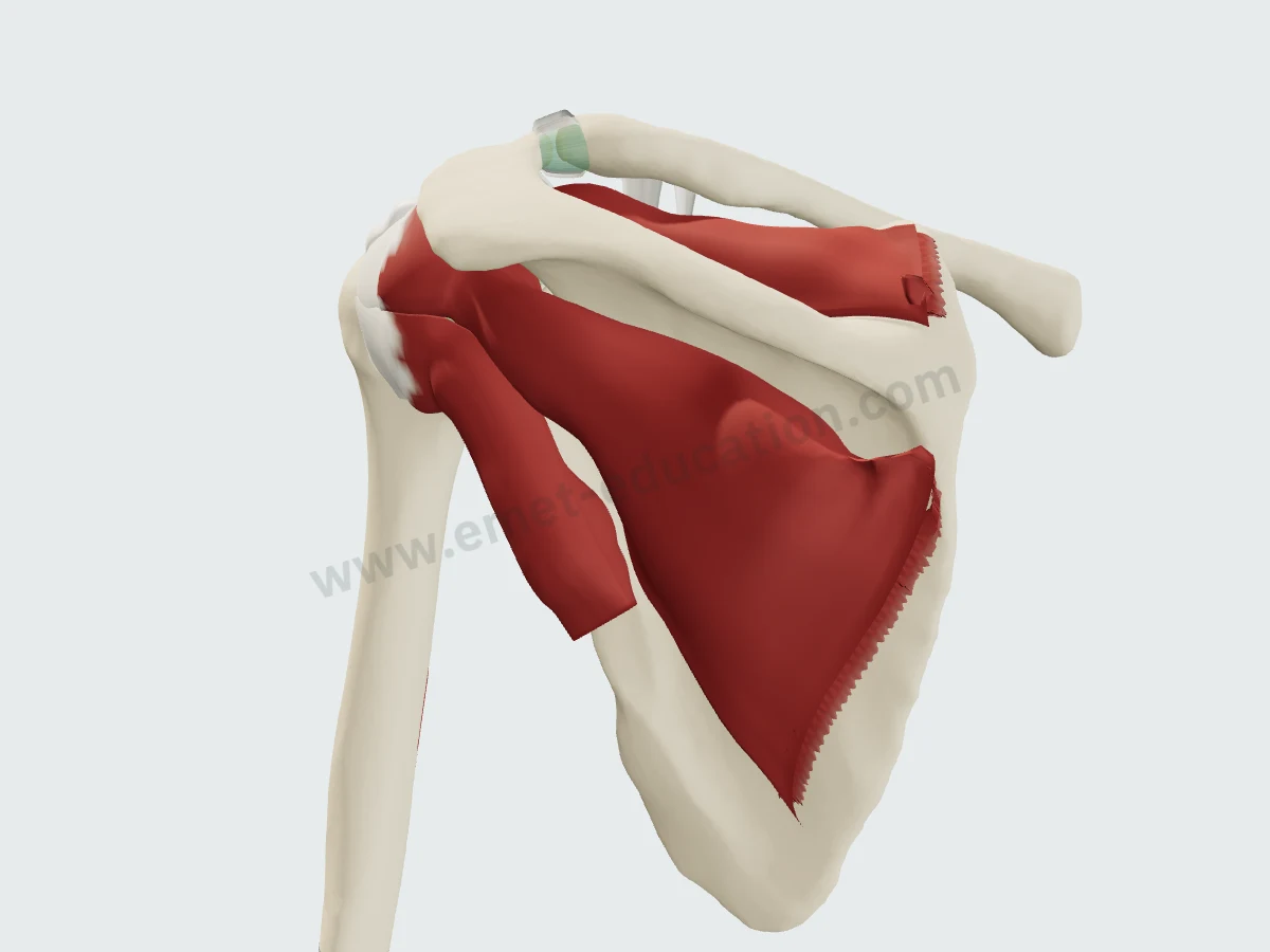 Deltoid removed: supraspinatus, infraspinatus and teres minor from behind.