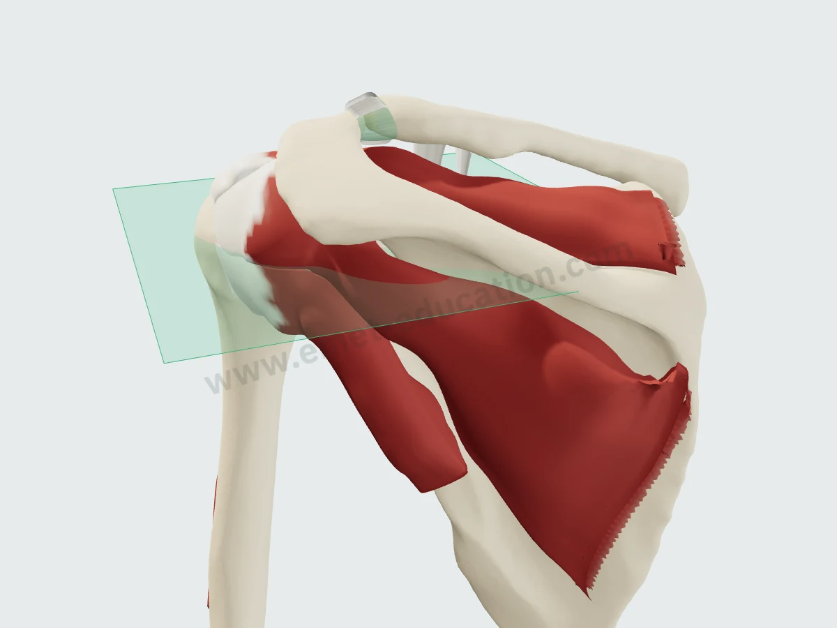 3D shoulder model from behind with the axial plane.