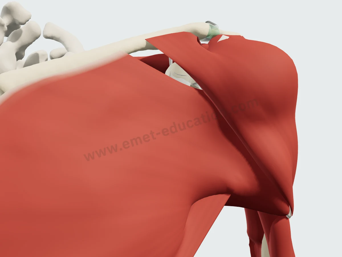 3D shoulder from the front: pectoralis major, pectoralis minor and deltoid in place.