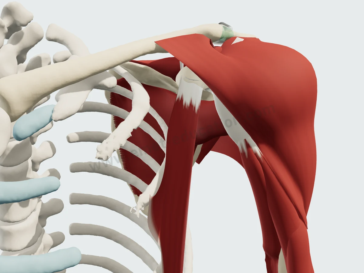 Pectoralis major removed: pectoralis minor, conjoint tendon and deltoid over the front of the shoulder.