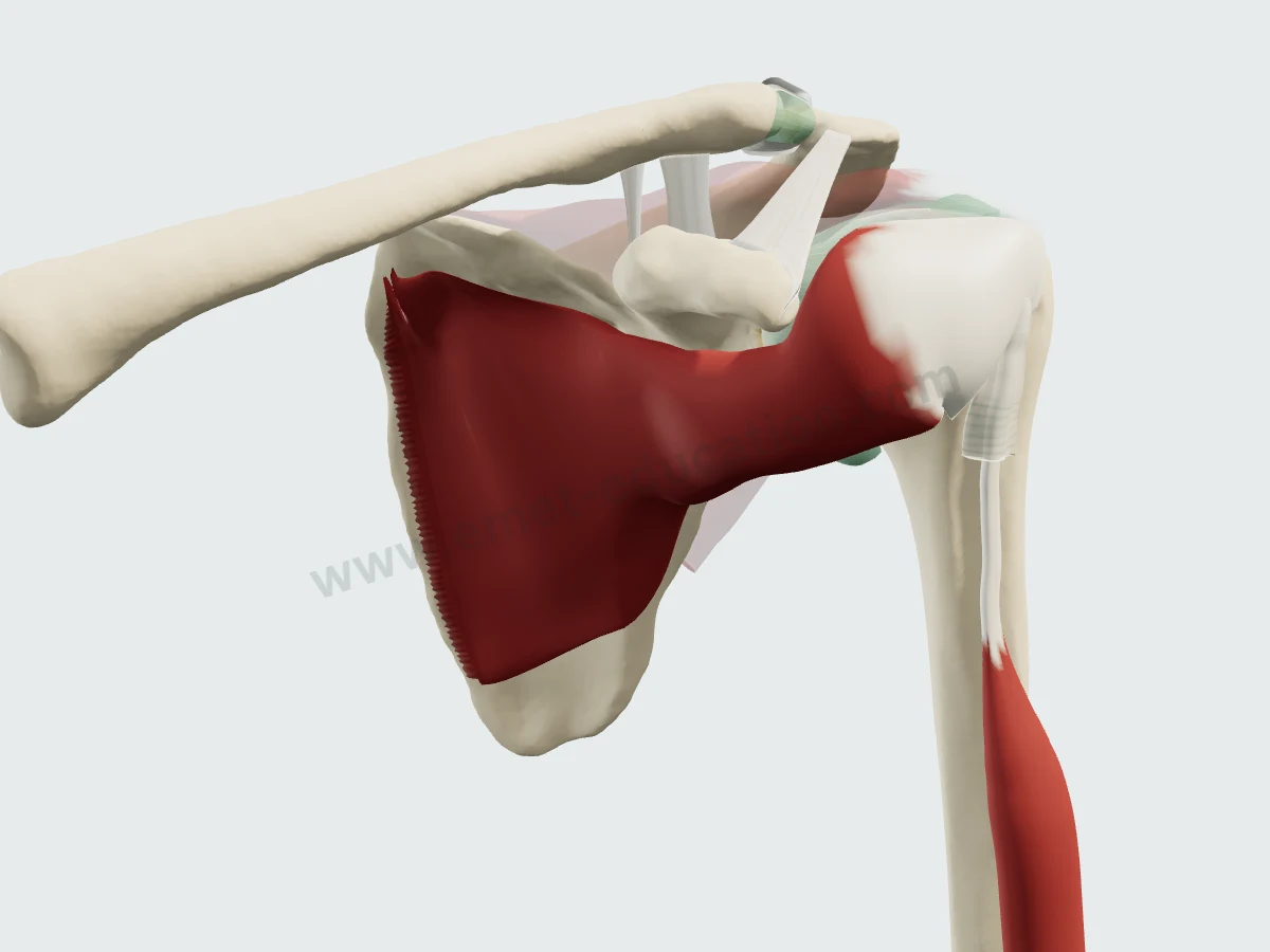 Subscapularis alone in color, supraspinatus, infraspinatus and teres minor faded.