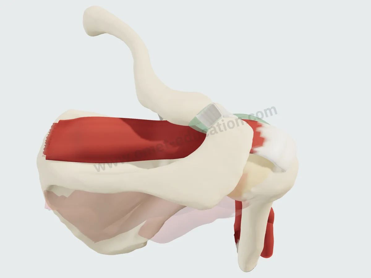 Supraspinatus alone in color, infraspinatus and teres minor faded.