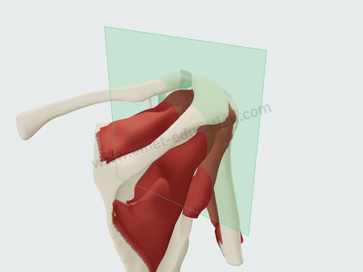 3D shoulder model with the oblique sagittal Y-view plane.