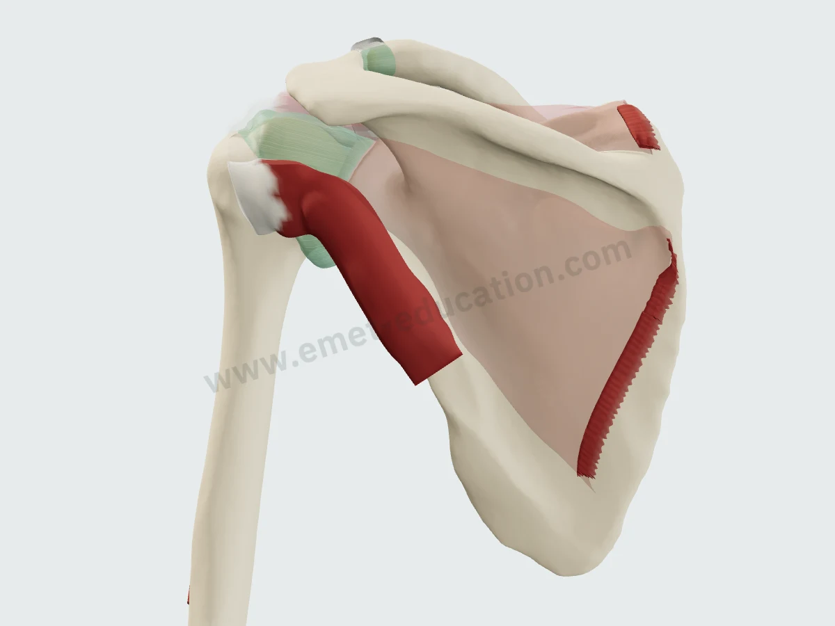 The teres minor in 3D seen from behind and slightly laterally: from the lateral border of the scapula to the inferior facet of the greater tuberosity; supraspinatus, infraspinatus and subscapularis faded.