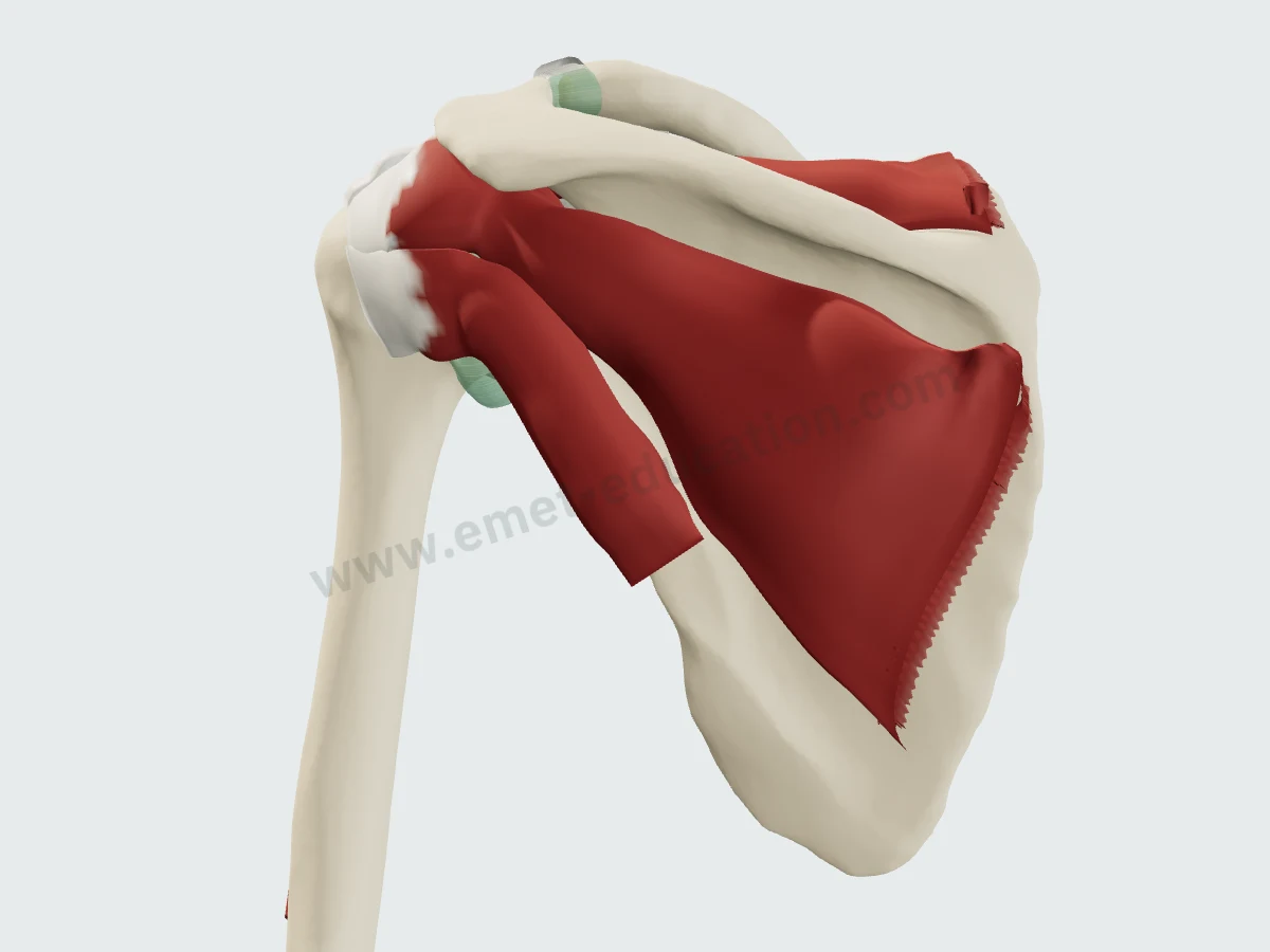 Deltoid removed: supraspinatus, infraspinatus and teres minor from behind.