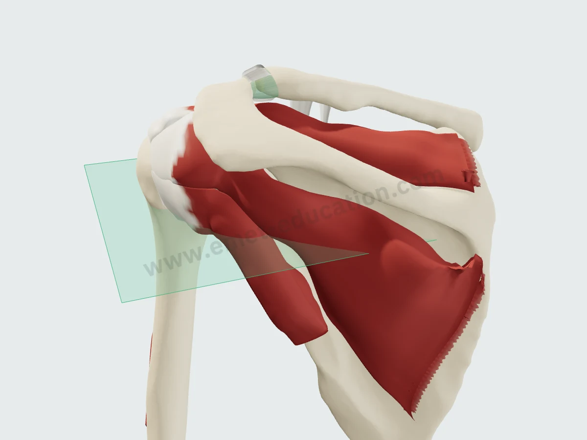 3D shoulder model from behind with the axial plane.