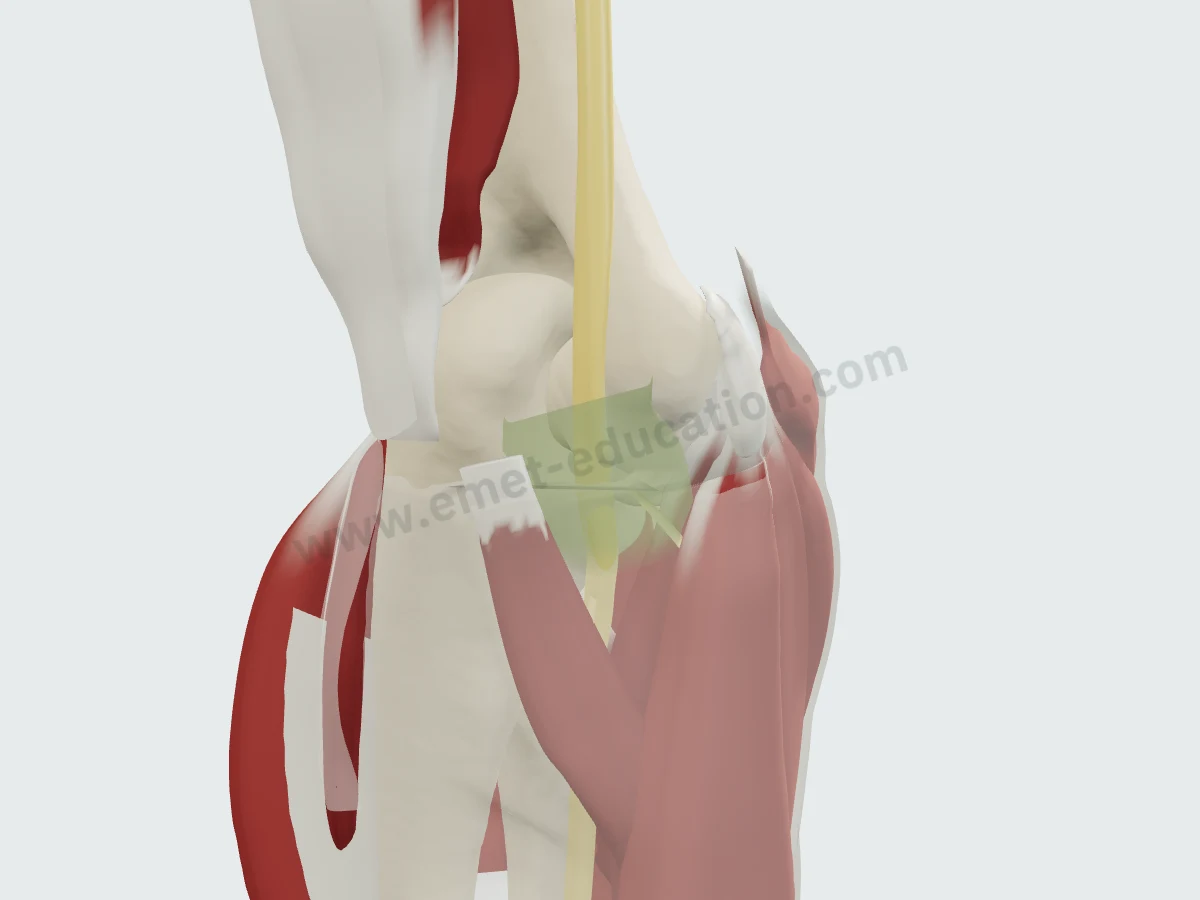 Peau retirée : triceps, fléchisseurs-pronateurs et fascia autour du nerf ulnaire.