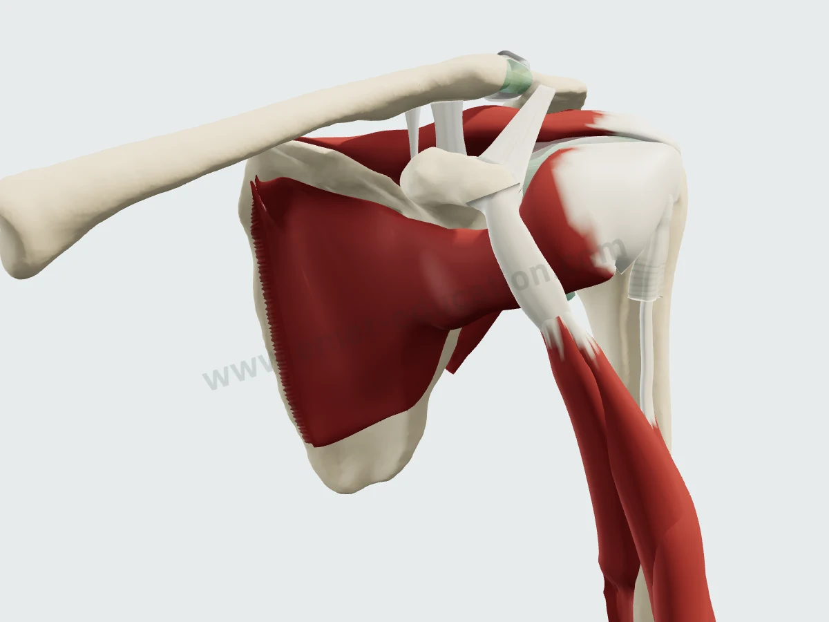 Thorax masqué : subscapulaire sur la face costale de la scapula, sous la coracoïde et le tendon conjoint.