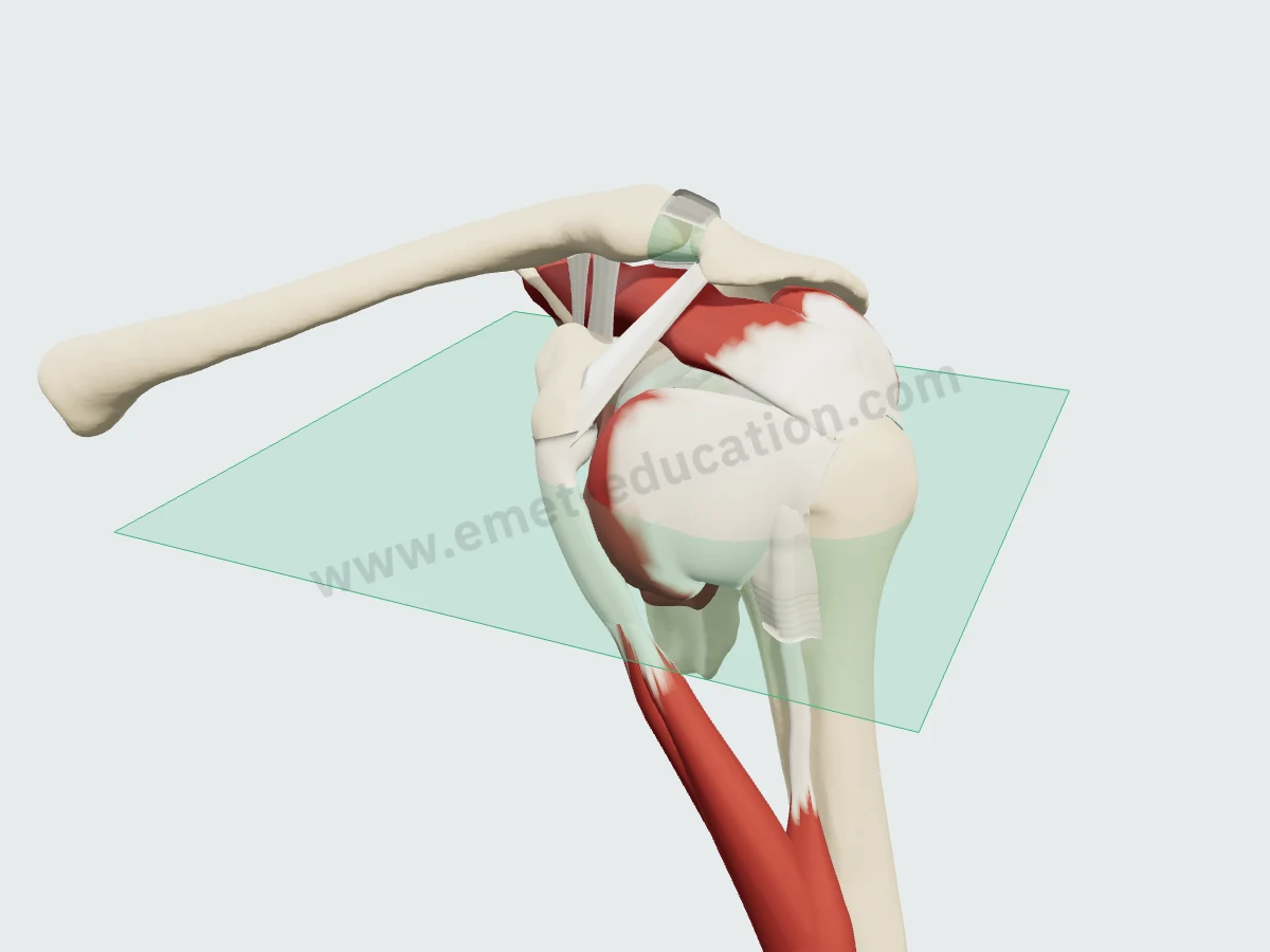 Modèle 3D de l'épaule vu de face avec le plan de la coupe axiale.