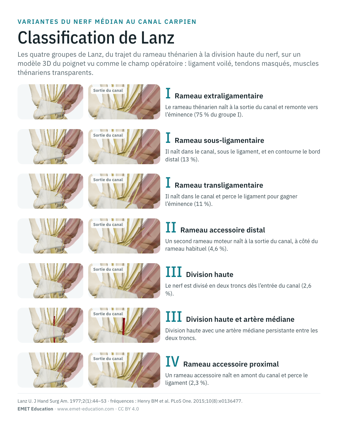 Infographie en portrait des sept formes de Lanz, une ligne par forme.