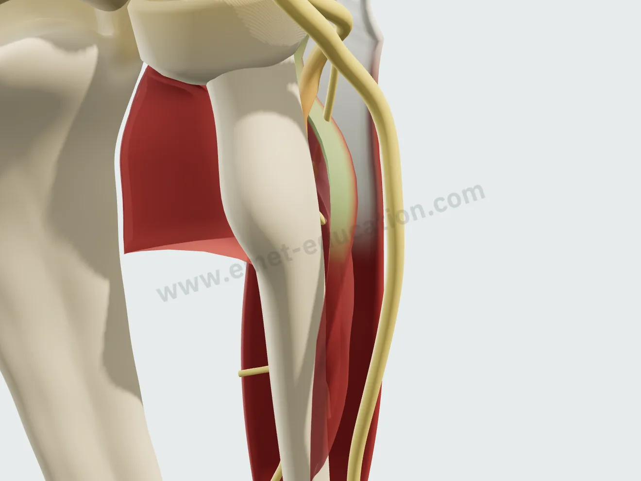 Supination complète : l'arcade de Fröhse relâchée au-dessus du nerf.