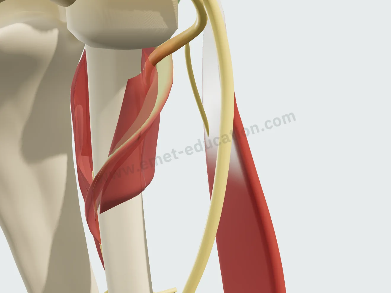 Pronation complète : le supinateur étiré, l'arcade serrée sur le nerf.