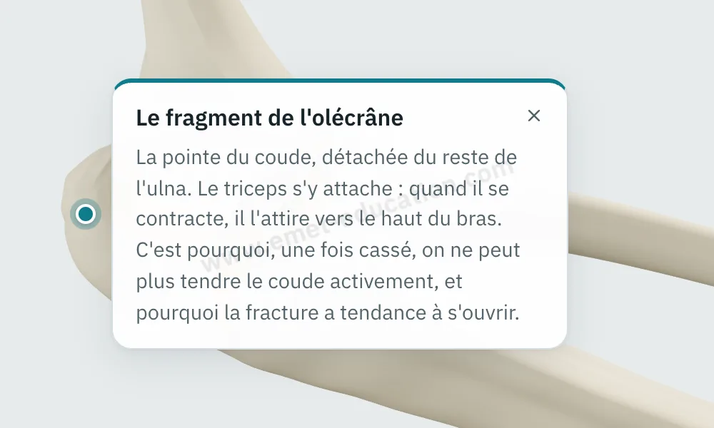 Bulle d'explication « Le fragment de l'olécrâne » affichée après un toucher sur l'os.