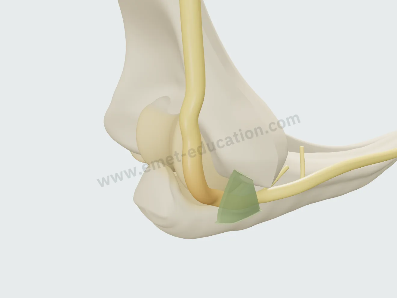 Coude plié à angle droit : le ligament d'Osborne tendu plaque le nerf contre l'os.