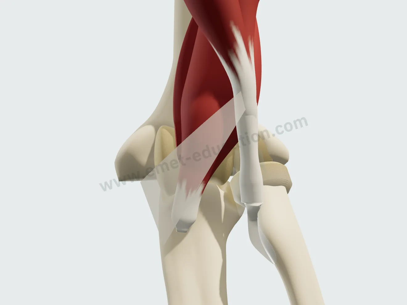 Le pli du coude vu de face : le biceps descend sur l'avant du bras et son tendon distal s'attache sur la tubérosité du radius.