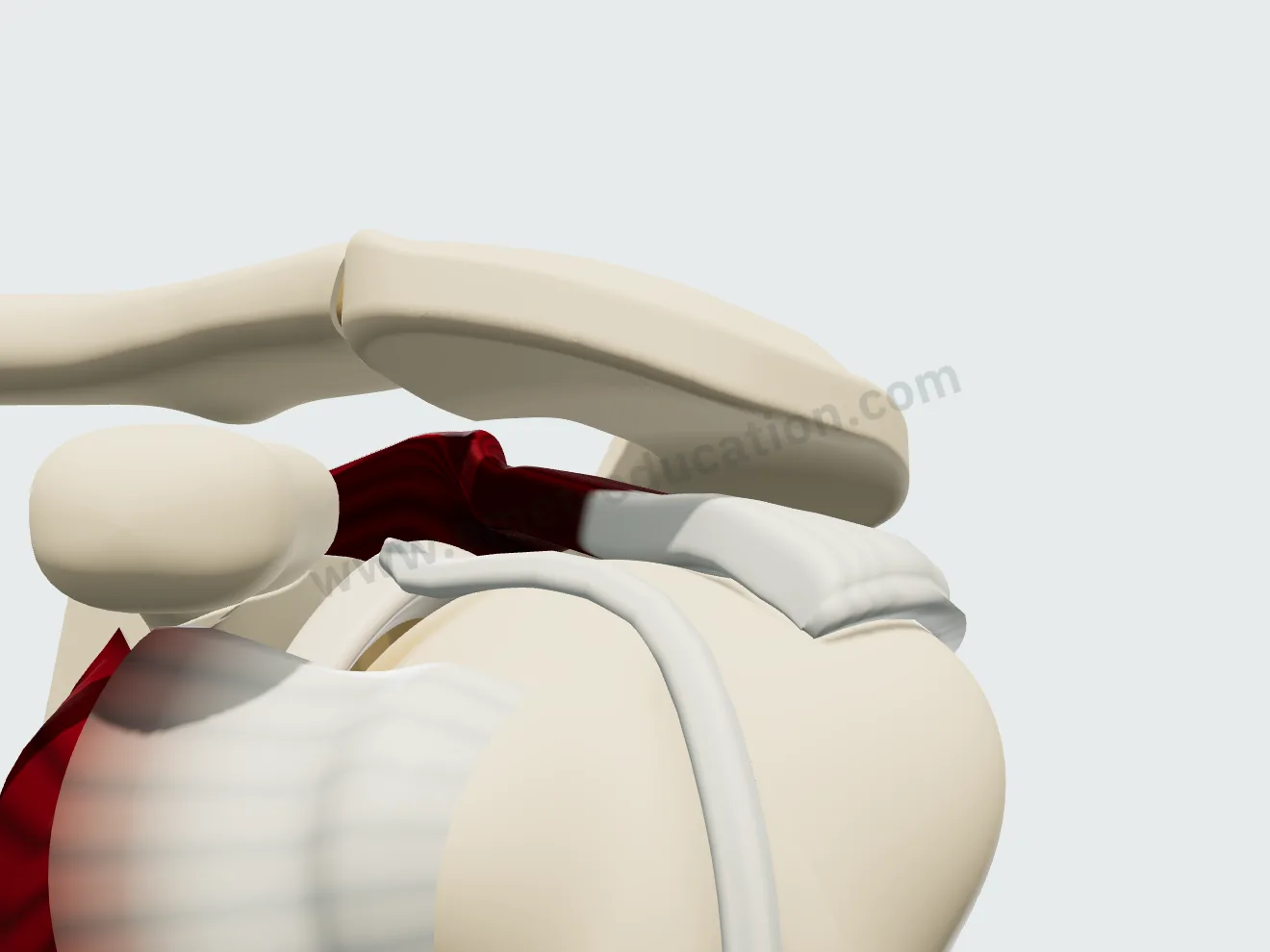 Modèle 3D d'une épaule normale vue de face et de côté : l'acromion en haut, le tendon du supra-épineux qui passe dessous, et le tendon du long biceps devant la tête de l'humérus.
