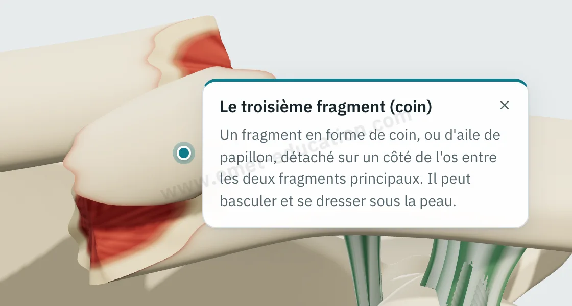 Bulle d'explication « Le troisième fragment (coin) » affichée après un toucher sur le fragment.