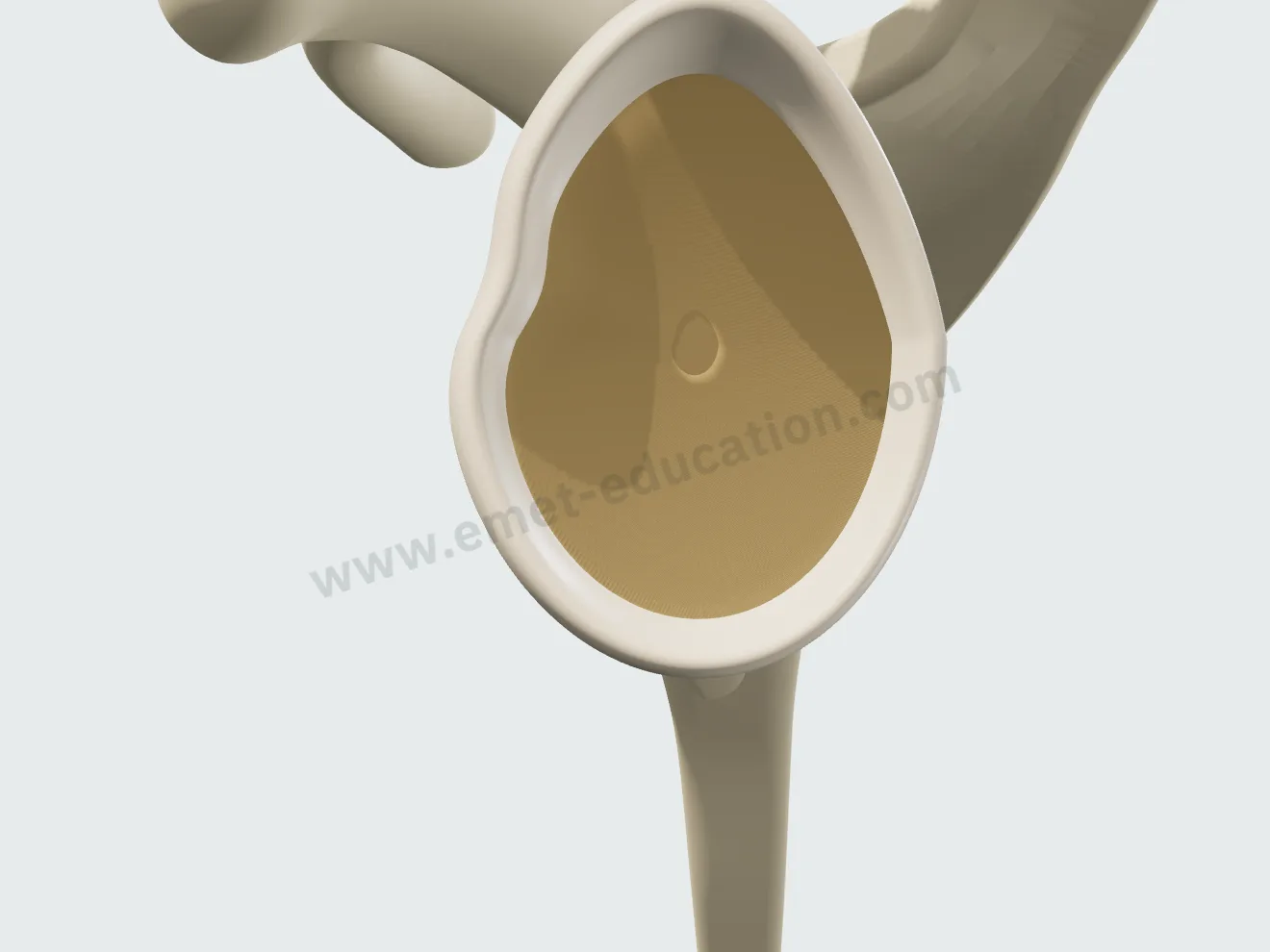Glène normale vue de face, humérus masqué : la surface articulaire ovale bordée par le labrum.