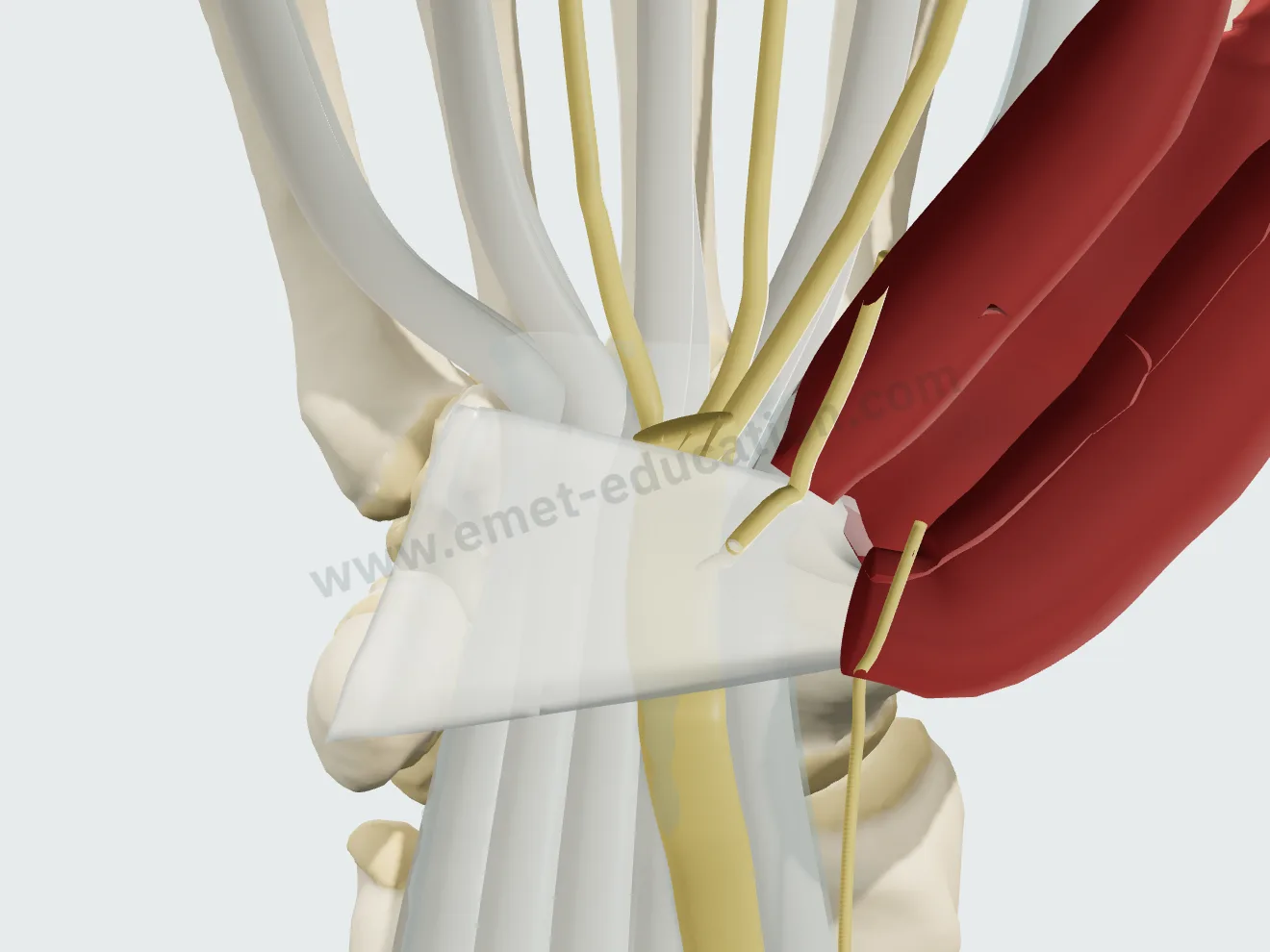 Rameau thénarien transligamentaire (Lanz I) : il traverse le ligament annulaire.